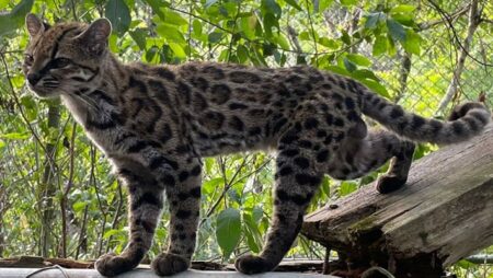 New species of tabby cat confirmed in Bolivia