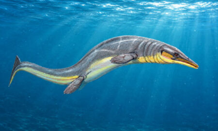 Paleontologists find new mosasaurus species in Egypts Western Desert