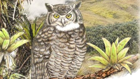 Perus Latest Discovery A New Owl Species Unearthed
