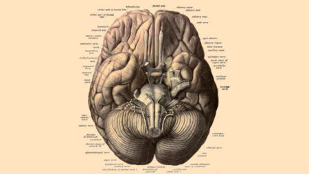 Research shows human brain is fusion of two organs