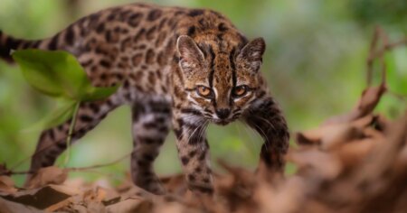 Researchers confirm discovery of new wild cat species after 100-year absence Researchers confirm discovery of new wild cat species after 100 year