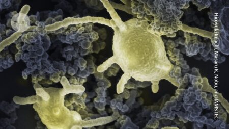 Revealing the Origins of Complex Life Strange and Coveted Microbes