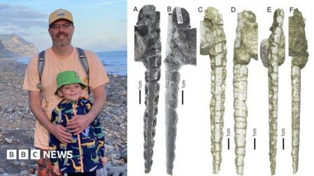 Sauryctis fish fossil discovered in Wales clarifies dental uncertainty Sauryctis fish fossil discovered in Wales clarifies dental uncertainty