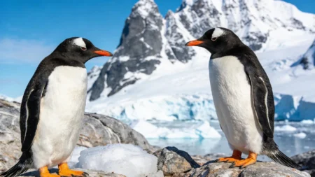 Scientists Discover First New Species of Penguin in Over 100