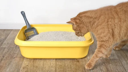 Scientists Discover ID Card Hidden in Cat Urine Scientists Discover ID Card Hidden in Cat Urine