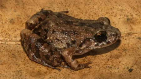 Scientists Discover Mysterious New Species of Frog in the Amazon
