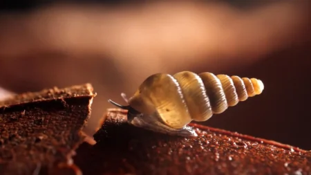 Scientists Discover Two Small New Species of Snails with Shell