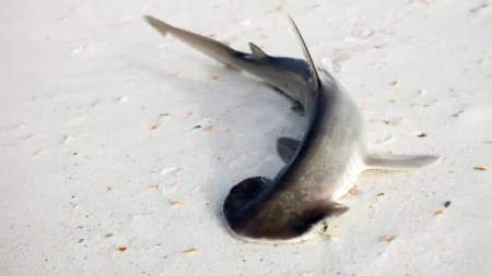 Scientists Disprove Theories About Sharks Unusual Head