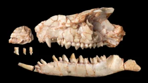 Scientists Misunderstood Strange Mammal for Nearly 40 Years Scientists Misunderstood Strange Mammal for Nearly 40 Years