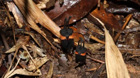 Scientists discover strange devil flower hidden in Thailand