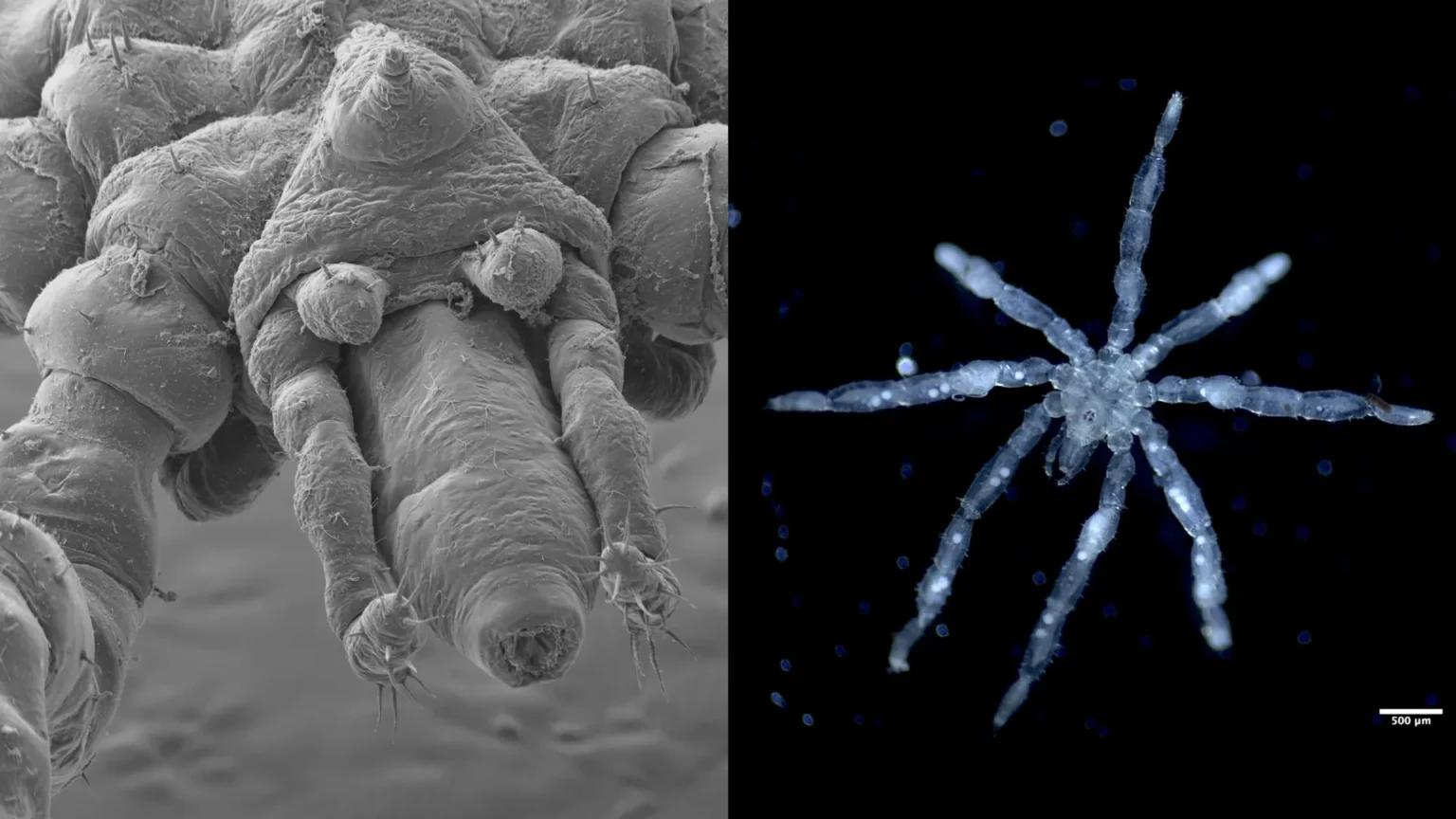 Scientists discovered two new bizarre sea spiders that are nightmare