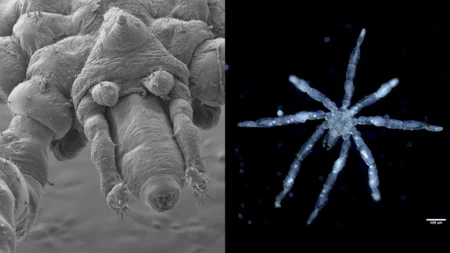 Scientists discovered two new bizarre sea spiders that are nightmare