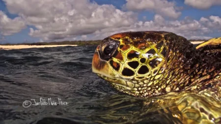 Scientists predict Galapagos sea turtles would migrate but they remained