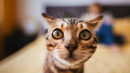 Scientists say domestic cats could help pioneer better cancer treatments for humans Scientists say domestic cats could help pioneer better cancer treatments
