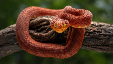 Scientists uncover potent new anti venom in rattlesnake blood