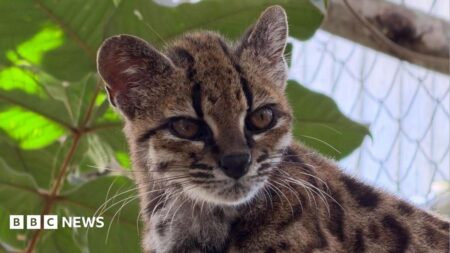 Spotted Wildcat Discovered in Bolivian Forest Identified as New Species