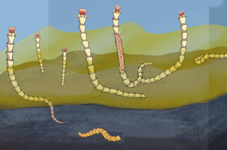 Study finds chemical symbiosis between animals and microorganisms predates Cambrian