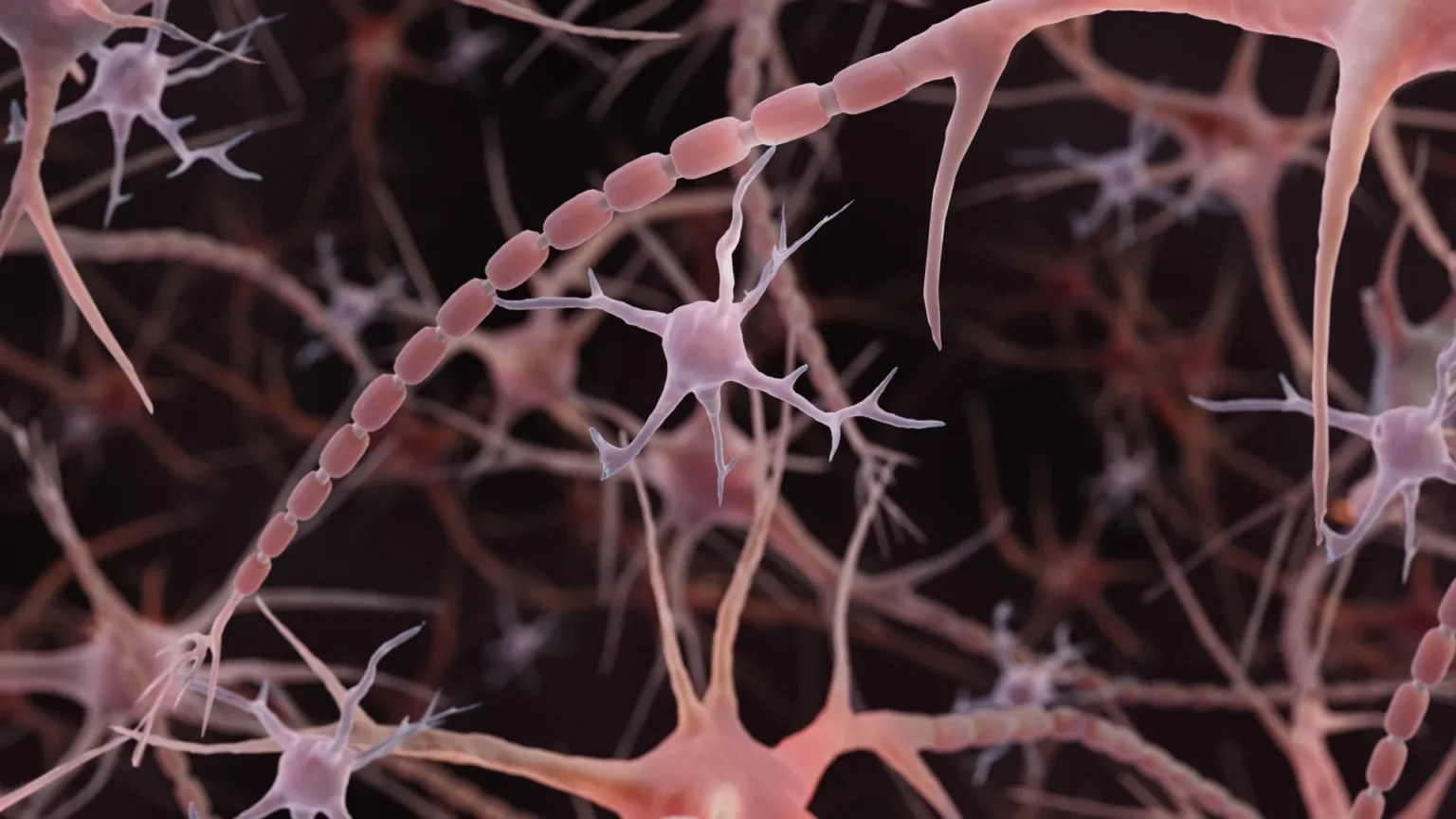 Textbooks Misrepresent Basic Brain Structure for 100 Years