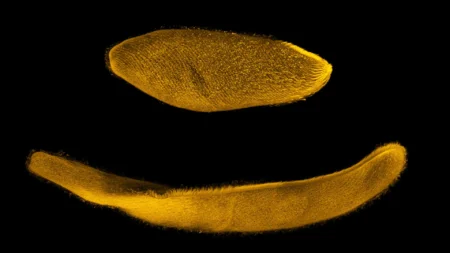 This tiny creature can shrink by 25 in milliseconds