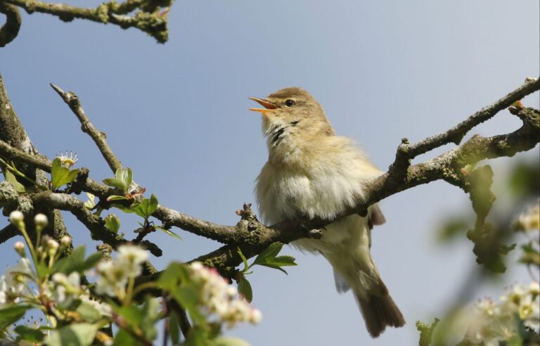 Top Five Best and Worst Bird Calls: A Scientific Ranking Top Five Best and Worst Bird Calls A Scientific Ranking