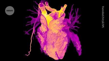 Transplanted hearts adjust biological age to hosts age