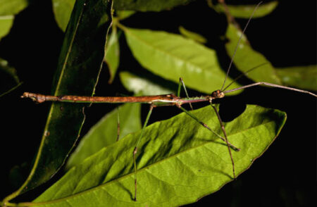 Two new species of stick insects found in Australia