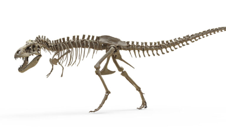 Tyrannosaurus Teeth Ran as Warm as an Elephant’s Tyrannosaurus Teeth Ran as Warm as an Elephants