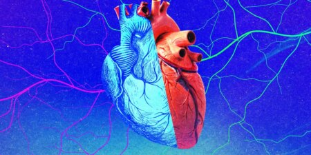 Young Organs Are They Really the Fountain of Youth for