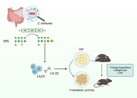 sugar molecules produced by intestinal bacteria reduce visceral fat in