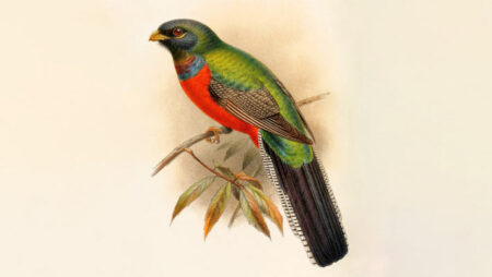 55 million year old fossil reveals black bellied chickadees normal legs