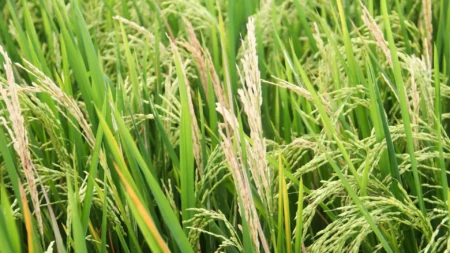 A fungus threatens worlds food supply Scientists discover new defense