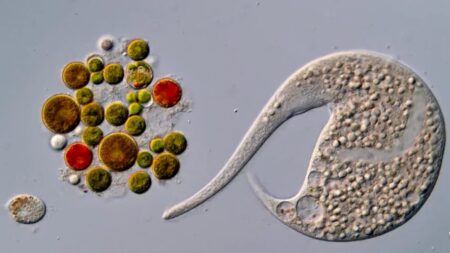 AI disqualification sparks new Nikon Small World in Motion champion