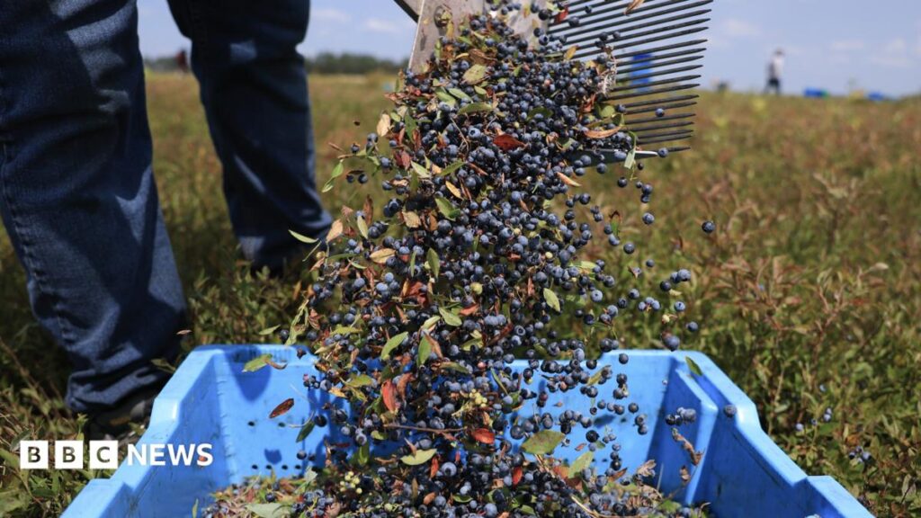 AI tells farmers when to harvest