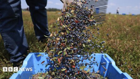 AI tells farmers when to harvest