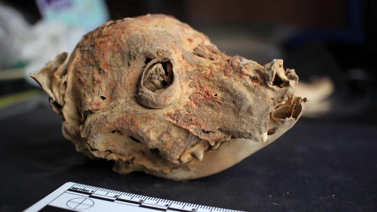 Archaeologists discover 1200 year old hairless dog mummy in Peru