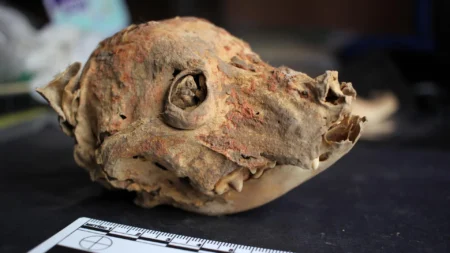 Archaeologists discover 1200 year old hairless dog mummy in Peru