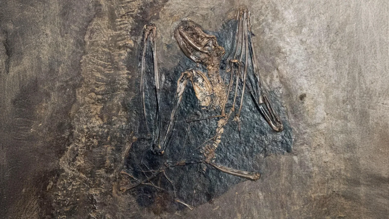 Bats Evolved in Europe 65 Million Years Ago