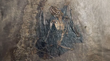 Bats Evolved in Europe 65 Million Years Ago