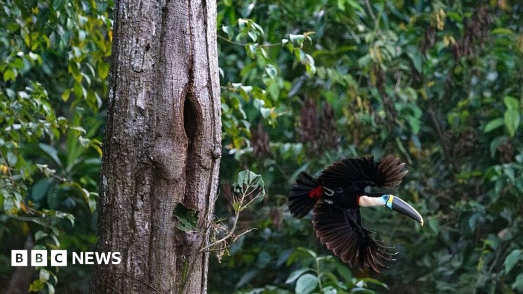Brazil faces record decline in Amazon deforestation ahead of crucial