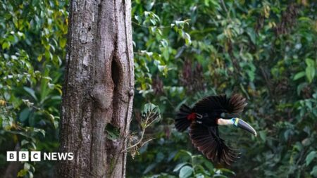 Brazil faces record decline in Amazon deforestation ahead of crucial