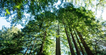 Californias Tallest Most Iconic Tree is Suffering from Heat Stroke