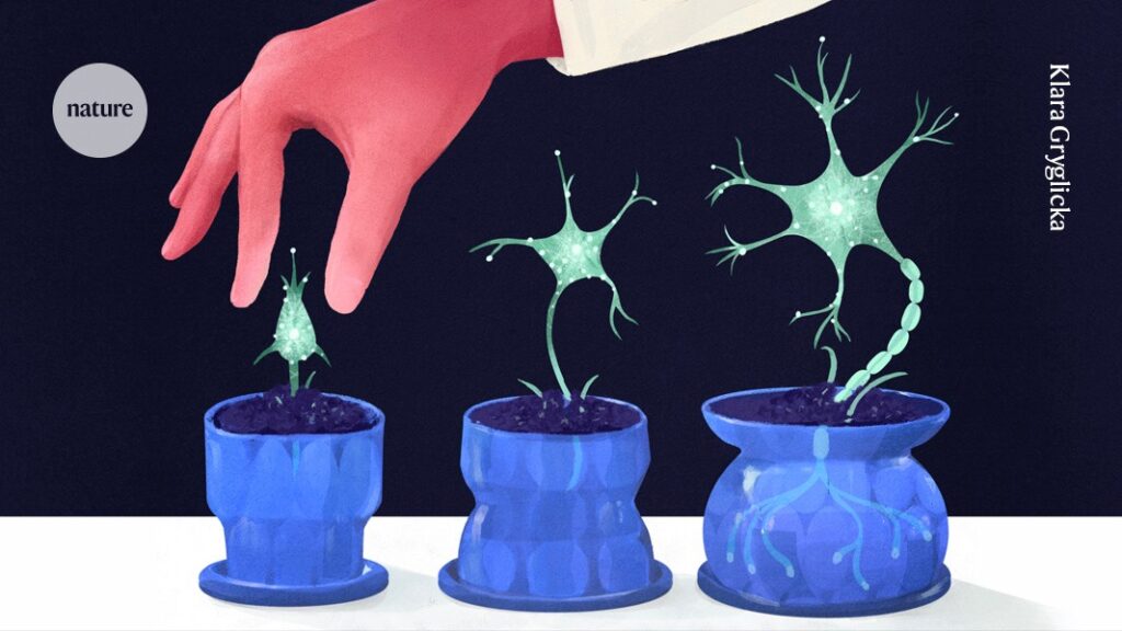 Can Your Brain Grow New Neurons How Researchers are Solving