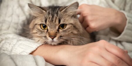 Cant bear to say goodbye to your pet Biotechnology supports
