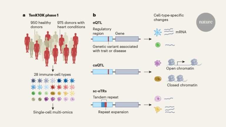 Cell Type Specific Genetic Mutations That Alter Gene Regulation and Drive Disease