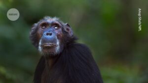 Chimpanzee and gorilla brains resist age-related weight loss, unlike human brains Chimpanzee and gorilla brains resist age related weight loss unlike human