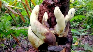 Chinese Scientists Discover D rex a Giant Fungus Dating Back 65