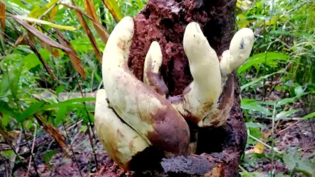 Chinese Scientists Discover D-rex, a Giant Fungus Dating Back 65 Million Years Chinese Scientists Discover D rex a Giant Fungus Dating Back 65