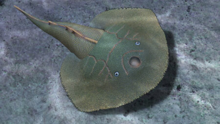 Chinese armored fish fossil bridges primitive and advanced jawless lineages