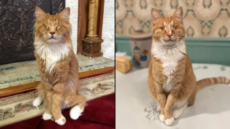 Cornell University scientists discover rare genetic disorder in cats with