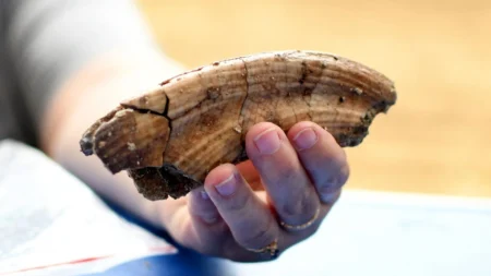 Discovery Dating Back 1.9 Million Years Rewrites Human Evolution History Discovery Dating Back 19 Million Years Rewrites Human Evolution History